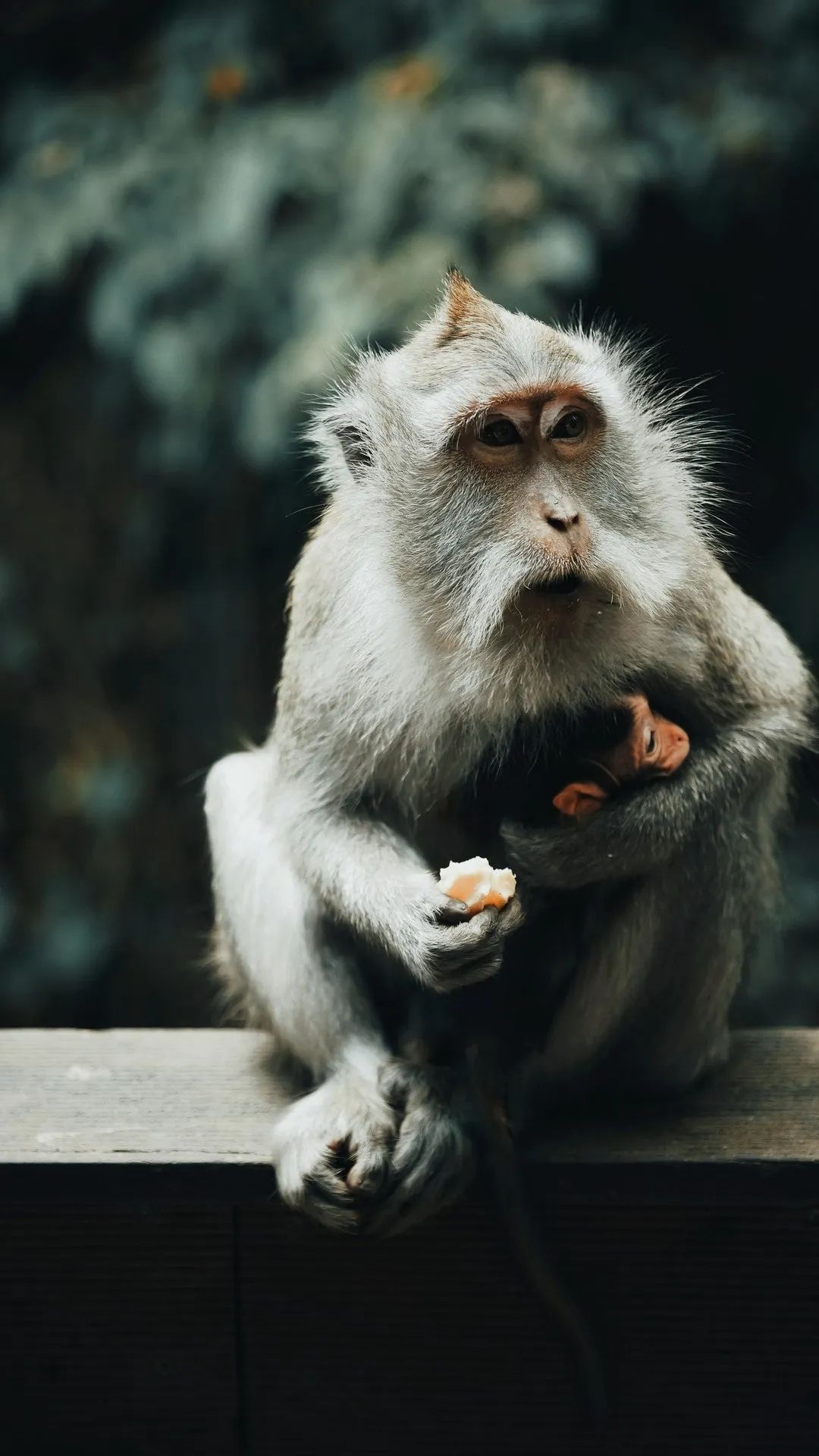 Mother Monkey and Baby - monkey wallpaper for OpersCraft