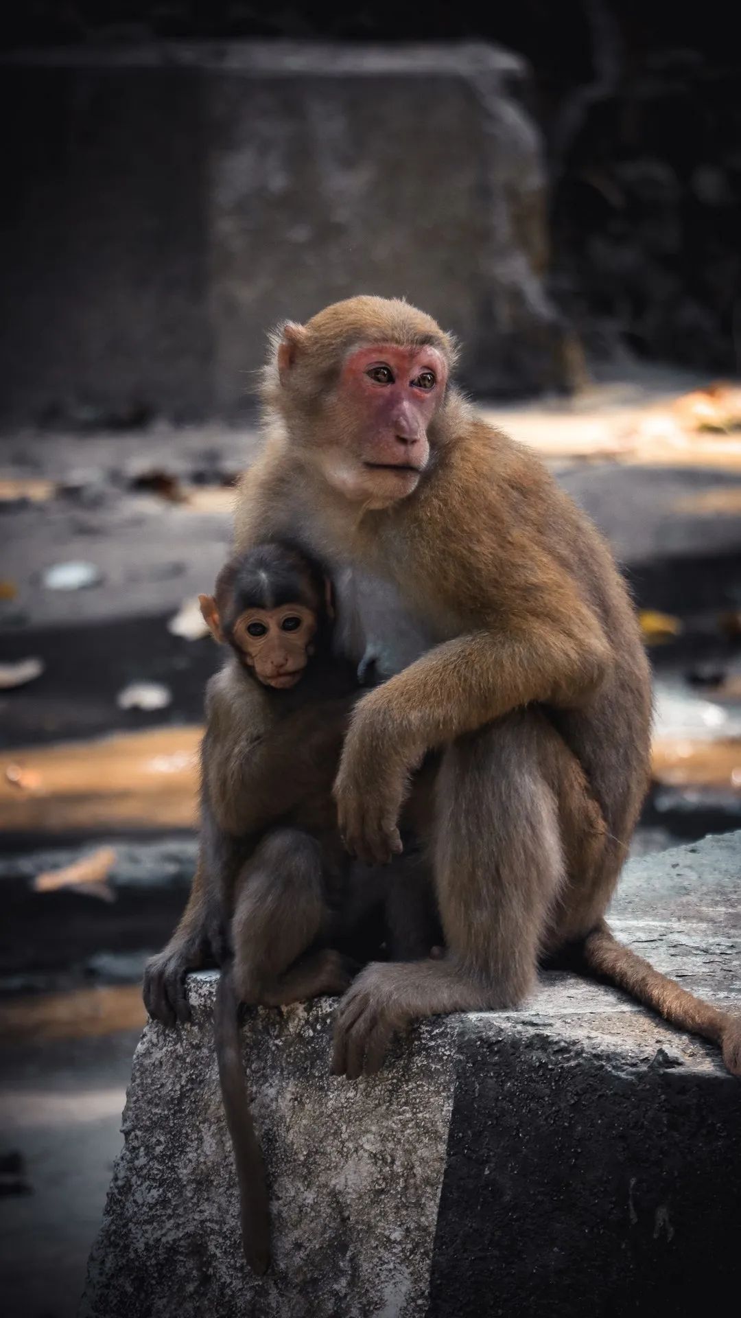 Mother Monkey's Embrace - monkey wallpaper for OpersCraft
