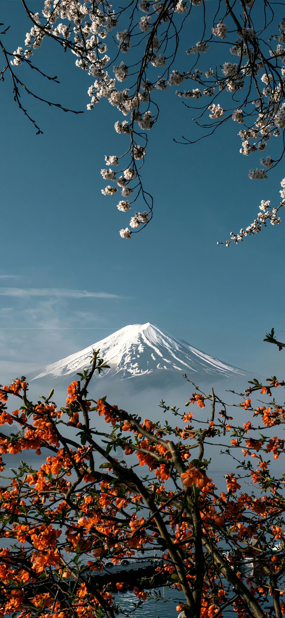 Mount Fuji Spring Bloom - japan wallpaper for OpersCraft