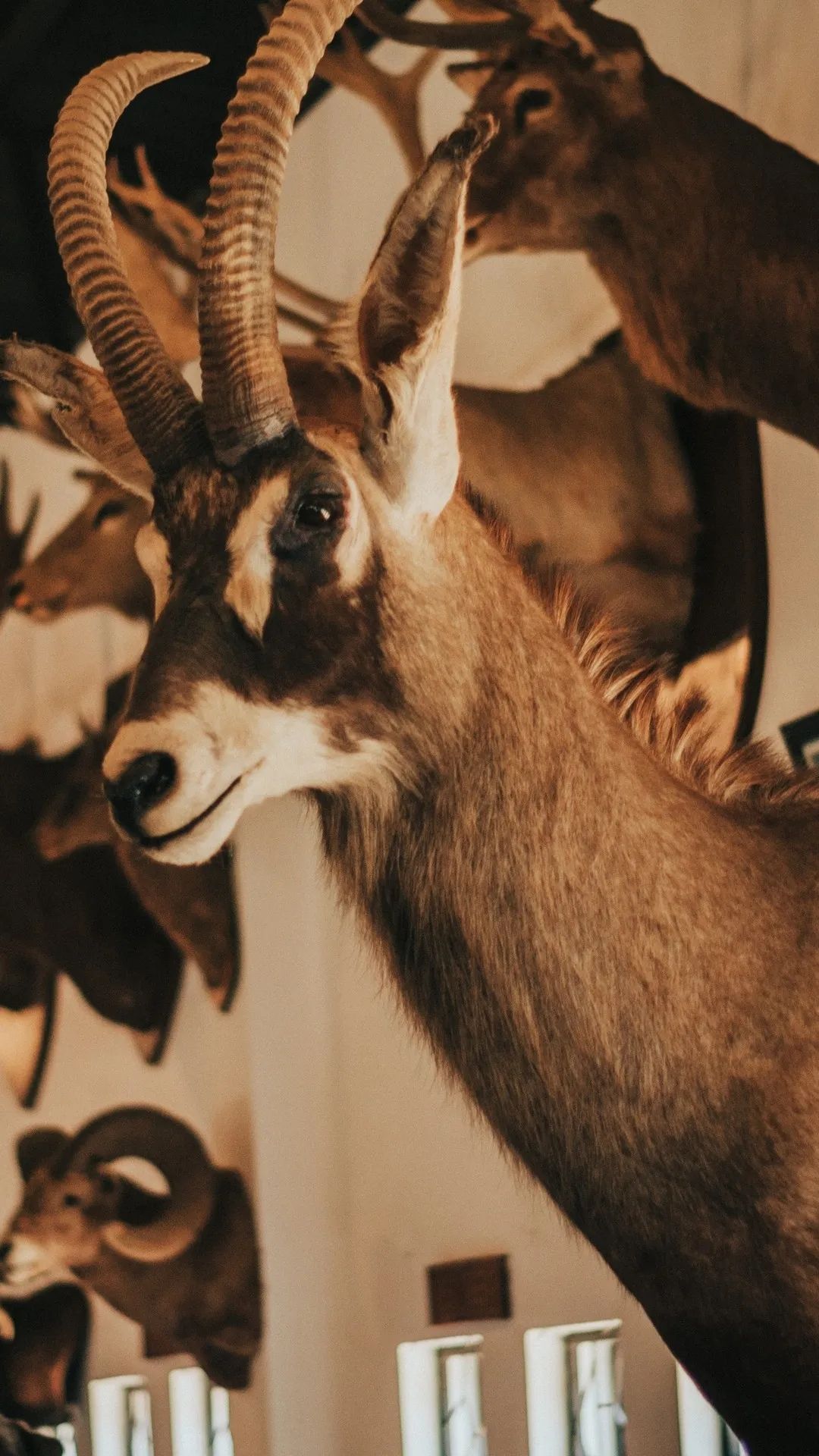 Mounted Antelope Trophy Display - random wallpaper for OpersCraft