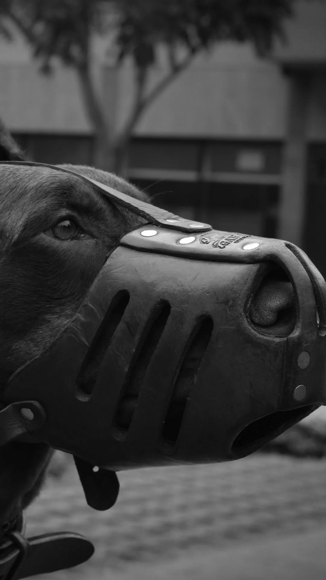 Muzzled Dog Portrait - dog wallpaper for OpersCraft
