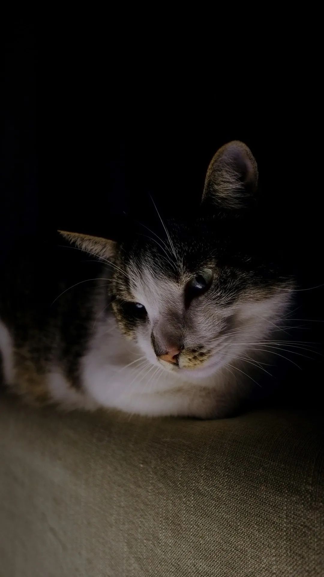 Mysterious Feline Portrait - cat wallpaper for OpersCraft