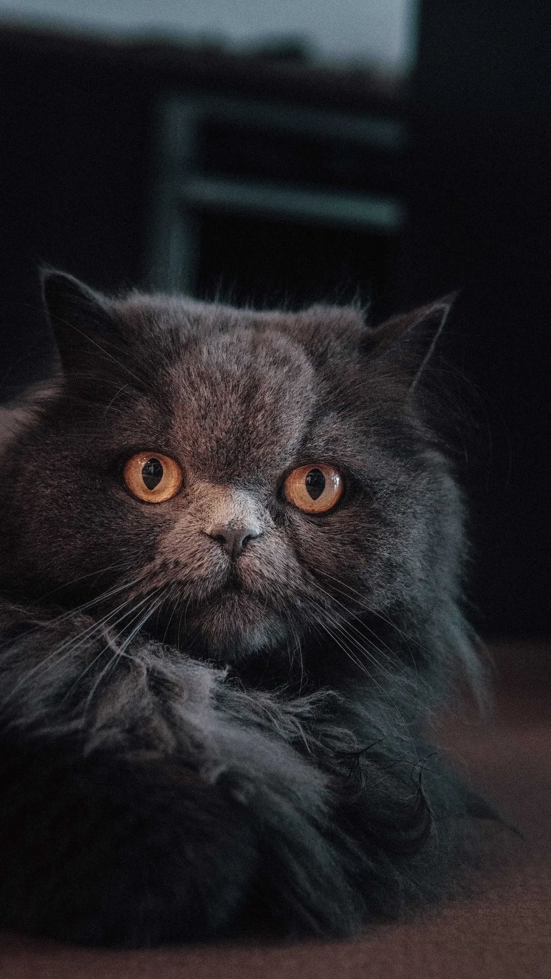 Mysterious Grey Cat Portrait - cat wallpaper for OpersCraft