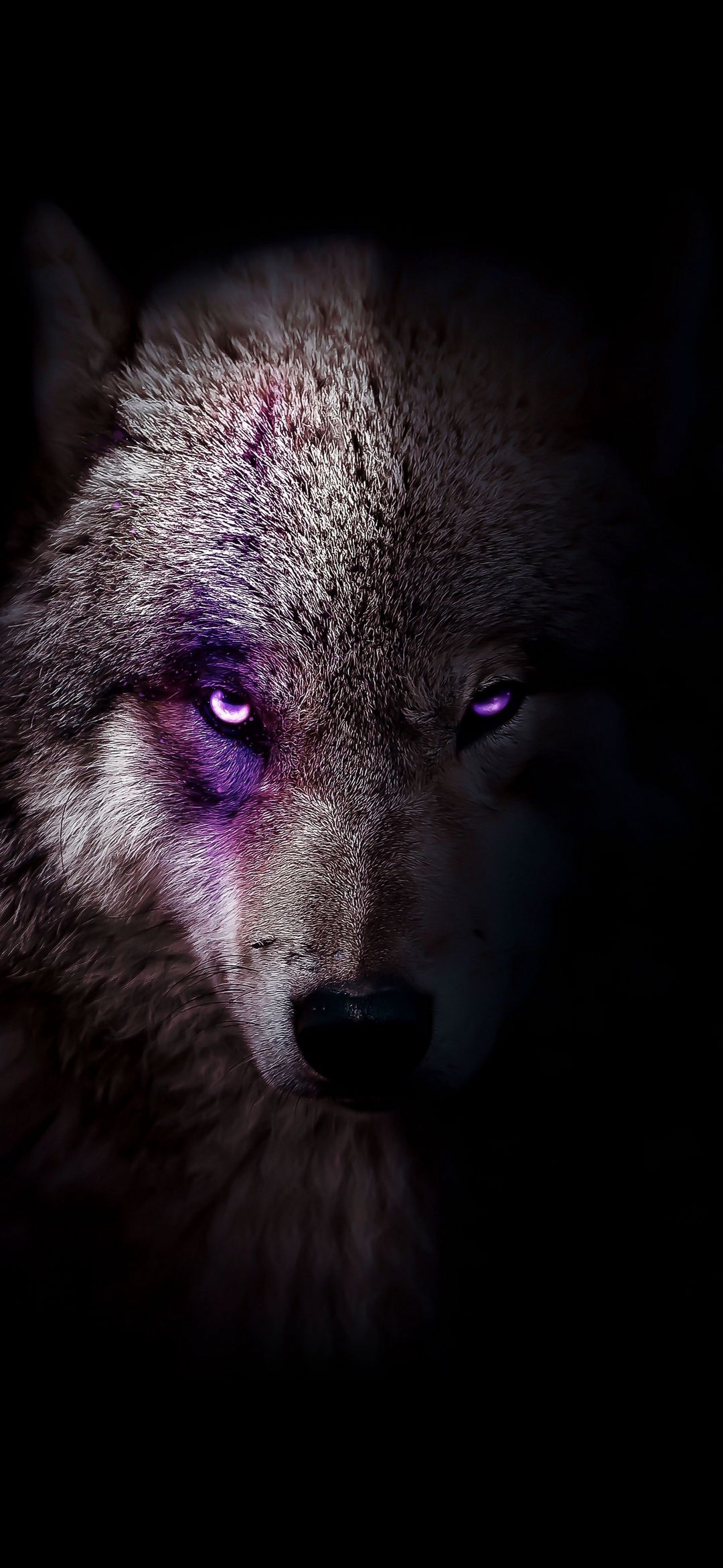 Mystic Purple Eyed Wolf - wolf wallpaper for OpersCraft