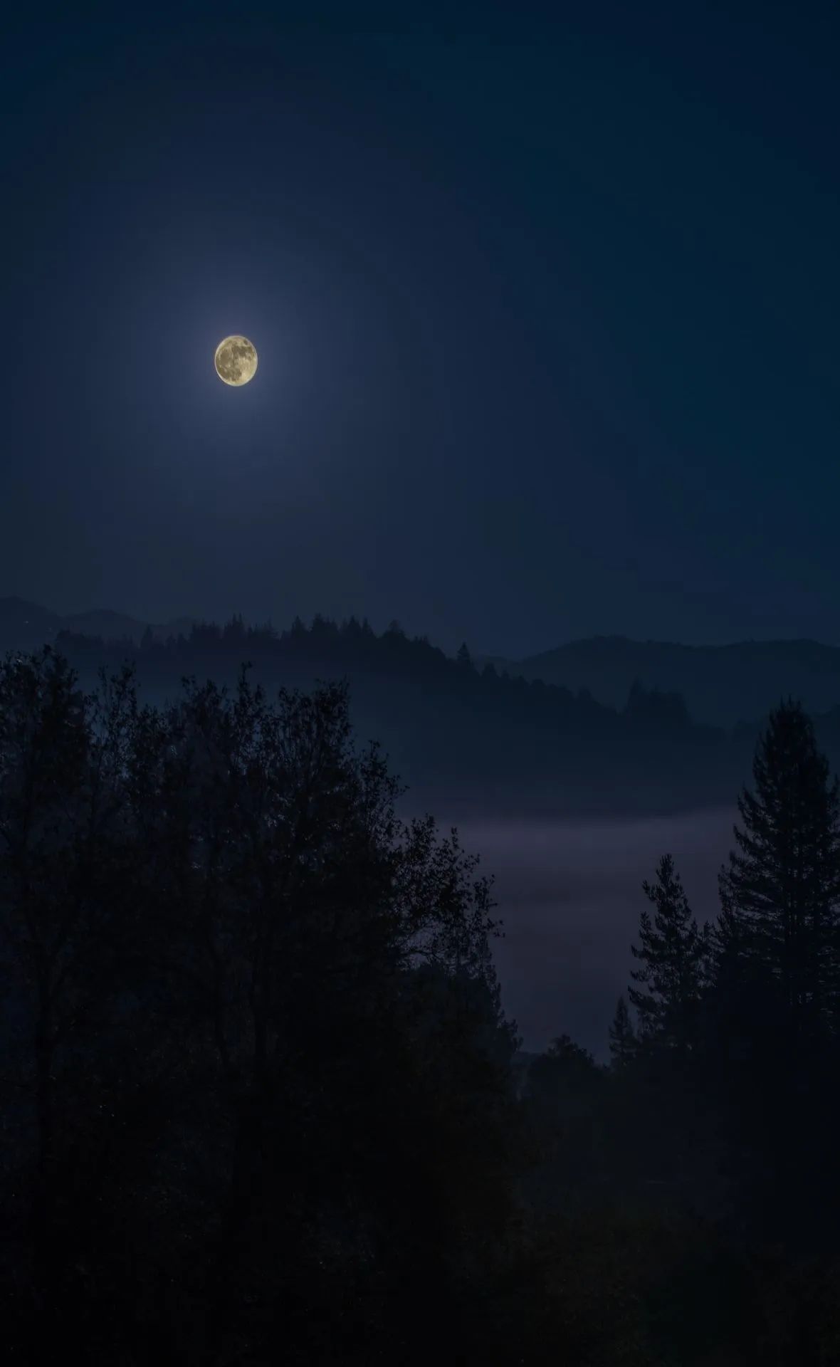 Mystical Moonlight Forest - forest wallpaper for OpersCraft