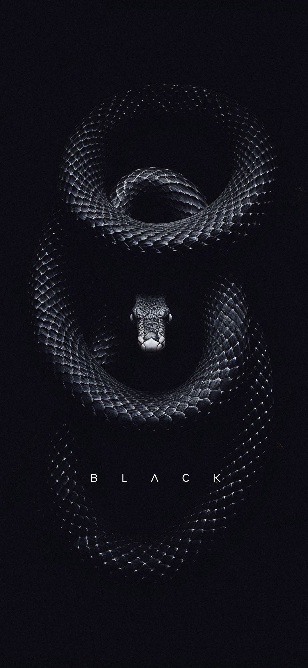 Onyx Serpent Coiled - animals wallpaper for OpersCraft
