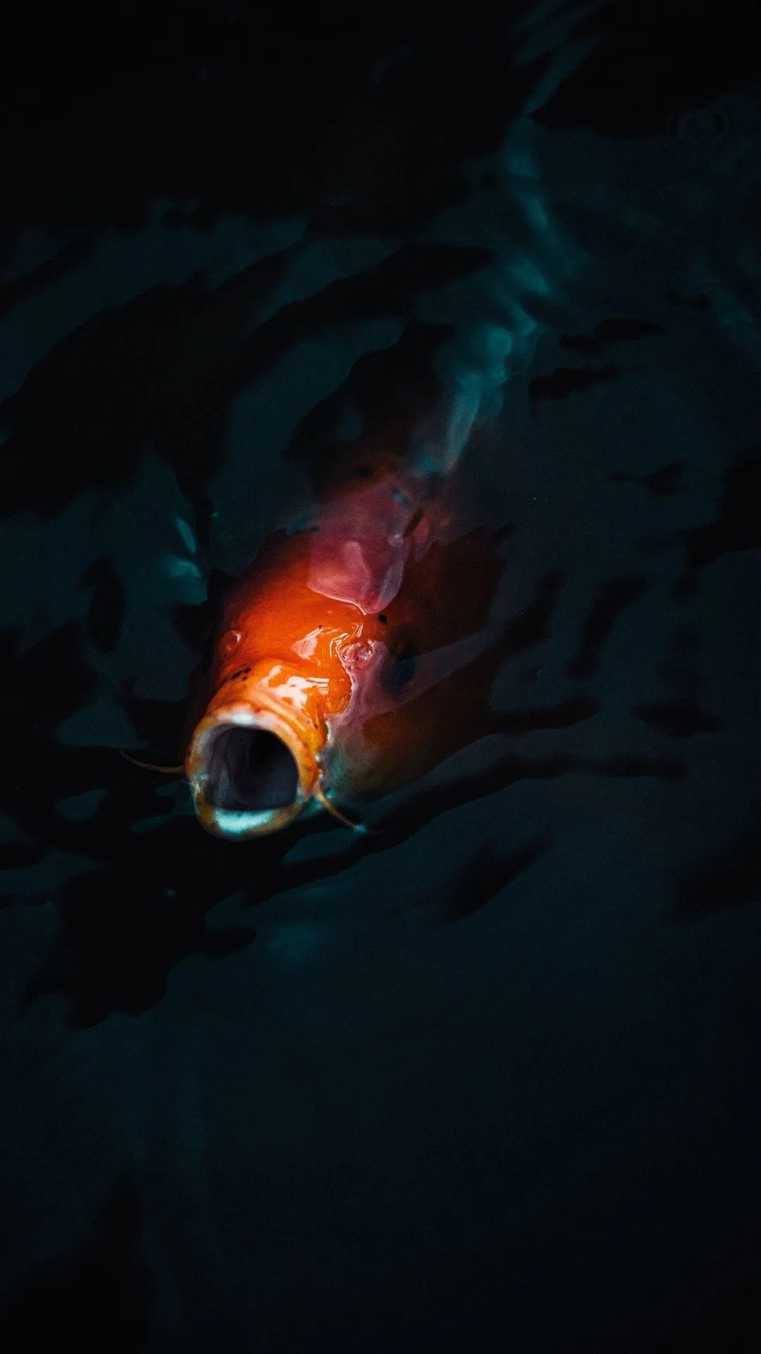 Open-Mouthed Koi Fish - fish wallpaper for OpersCraft