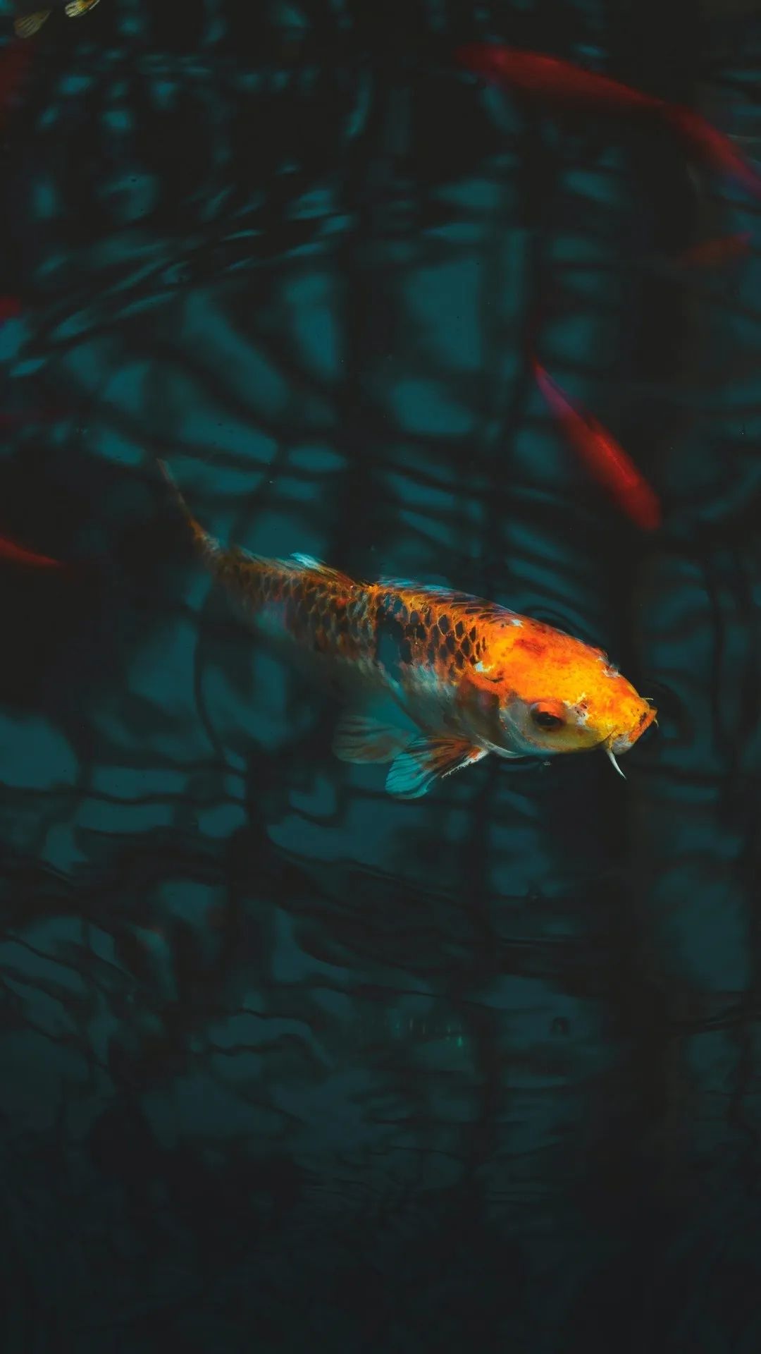 Orange Koi in Dark Water - fish wallpaper for OpersCraft
