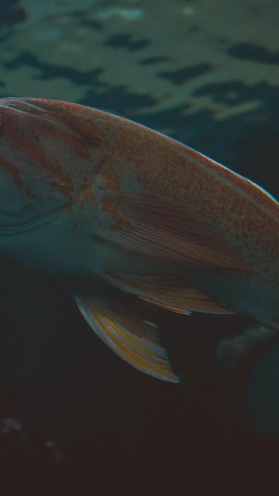 Orange Spotted Grouper - fish wallpaper for OpersCraft