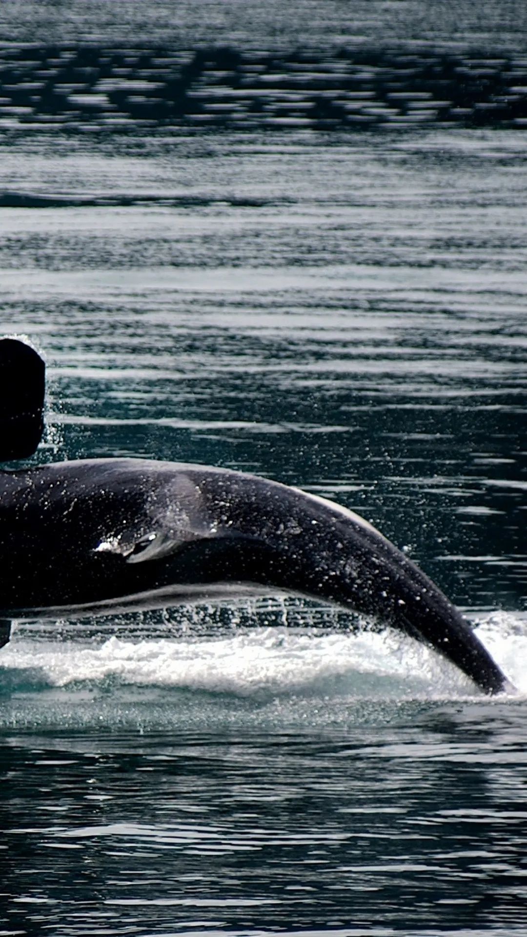 Orca Breaching the Surface - whale wallpaper for OpersCraft