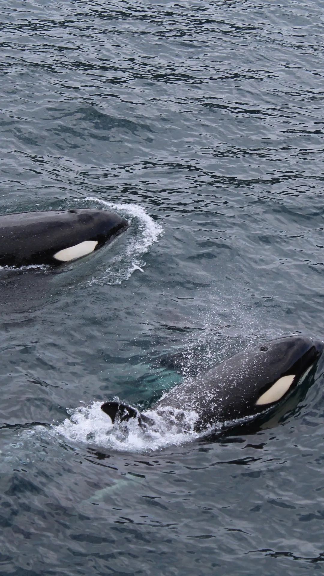 Orcas in the Ocean - whale wallpaper for OpersCraft