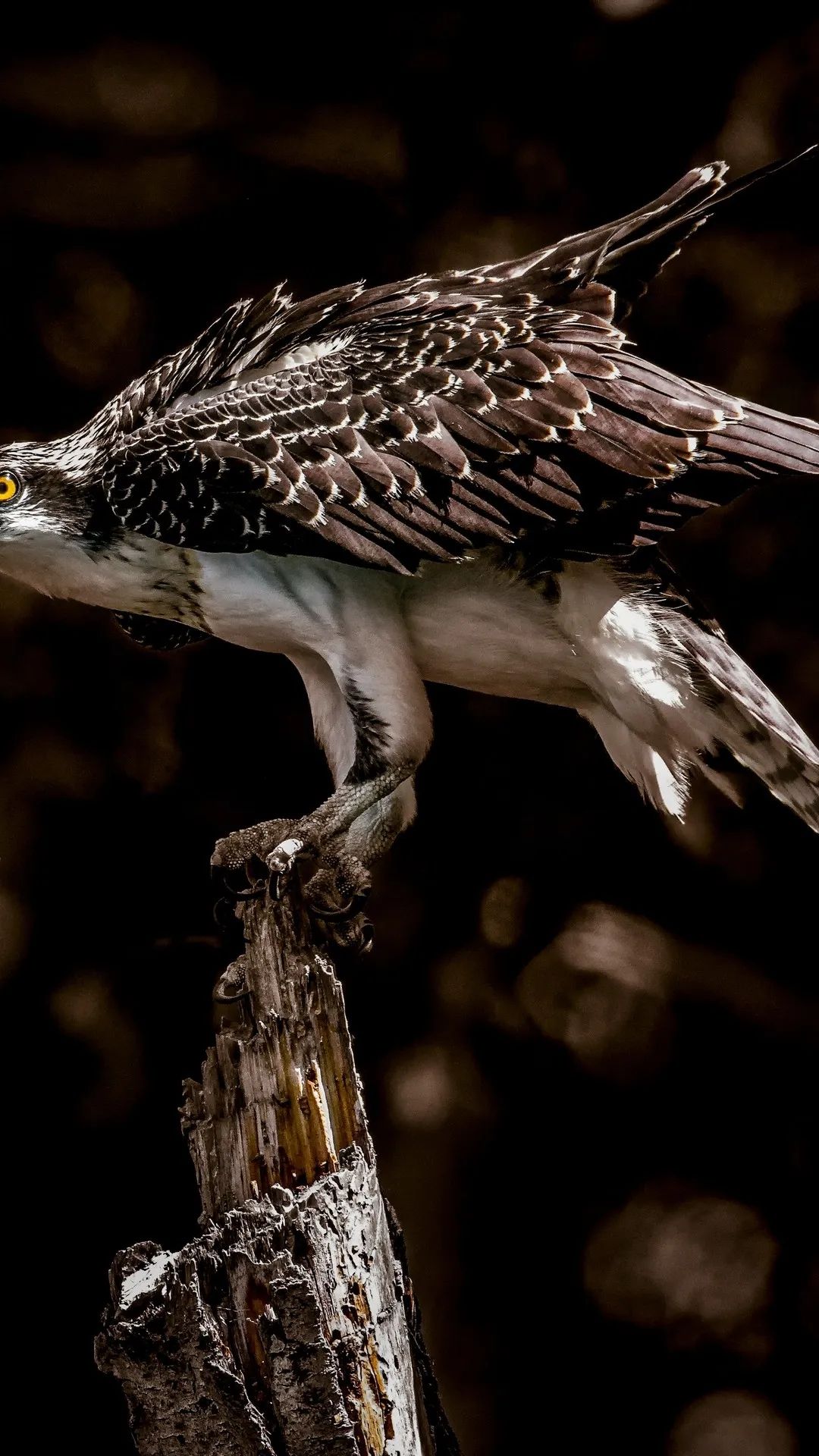 Osprey Perched on Wood - birds wallpaper for OpersCraft