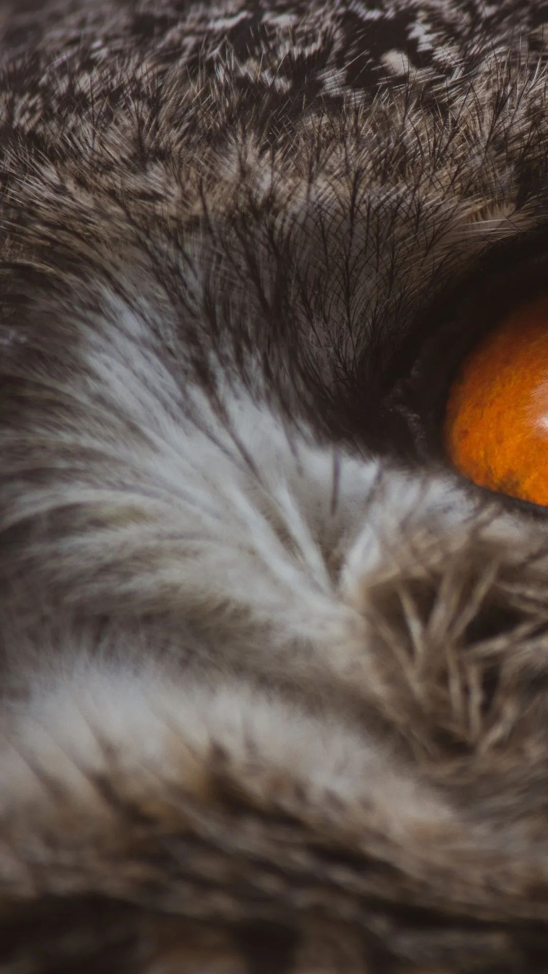 Owl's Intense Gaze - owl wallpaper for OpersCraft