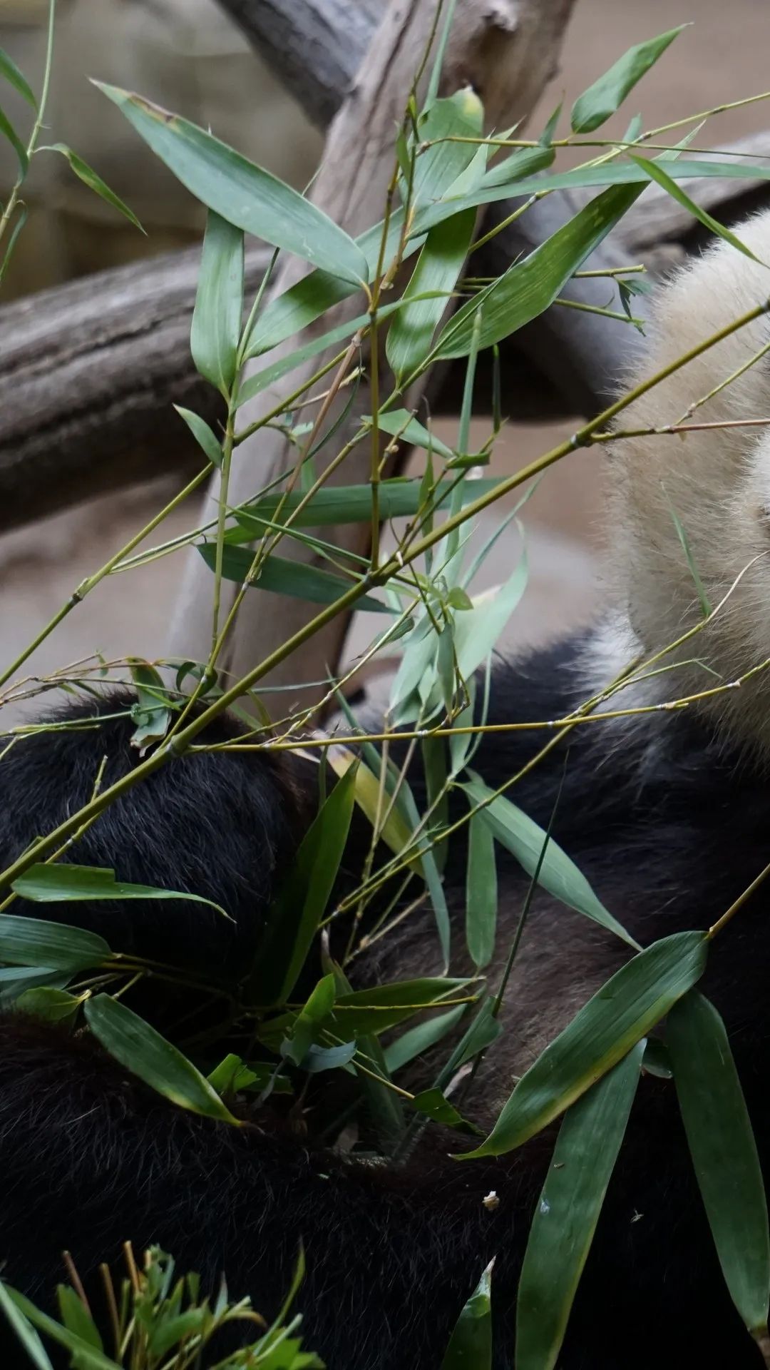 Panda Eating Bamboo - panda wallpaper for OpersCraft