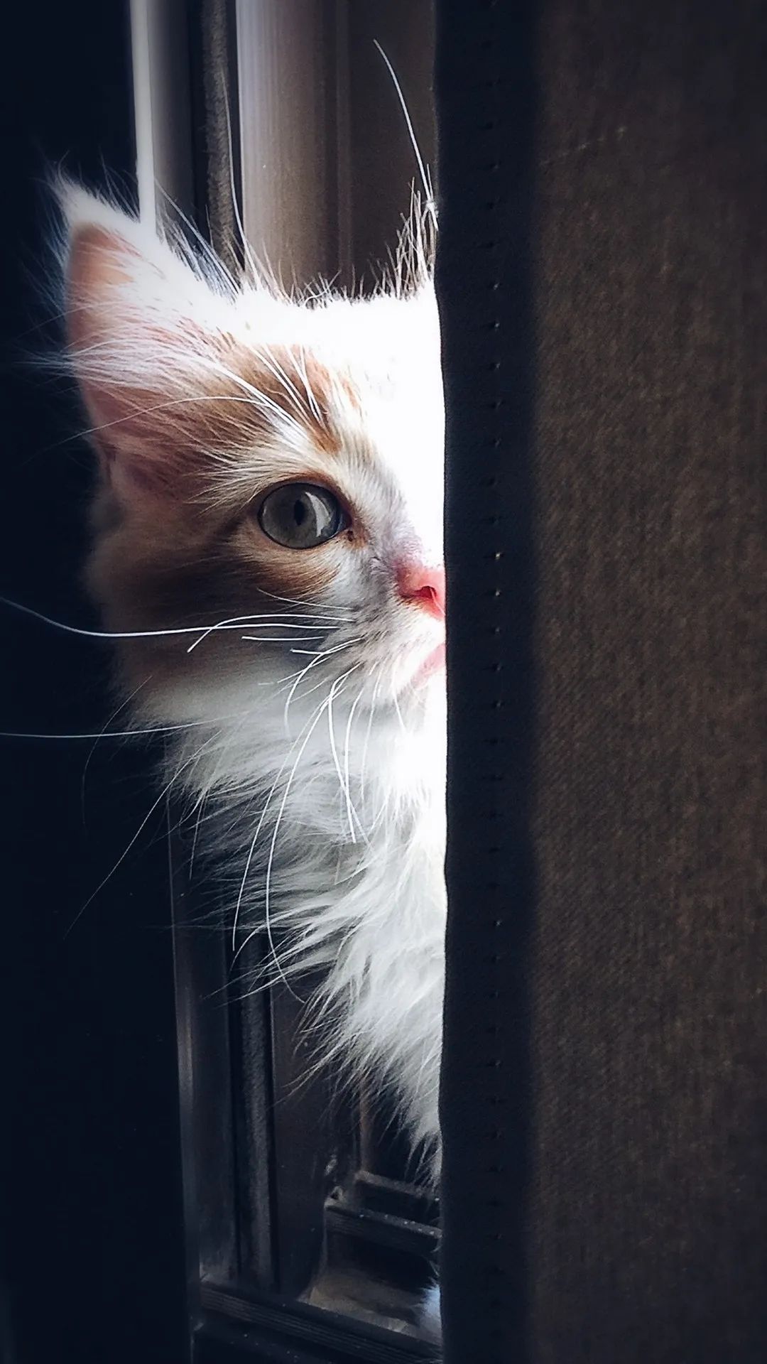 Peek-a-boo Kitten - kitten wallpaper for OpersCraft