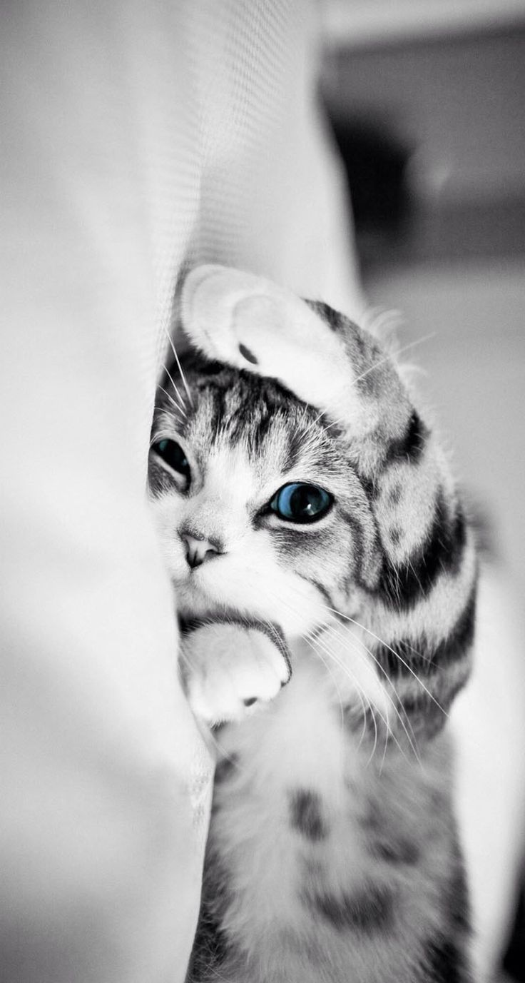 Peek-a-Boo Kitten Portrait - cat wallpaper for OpersCraft