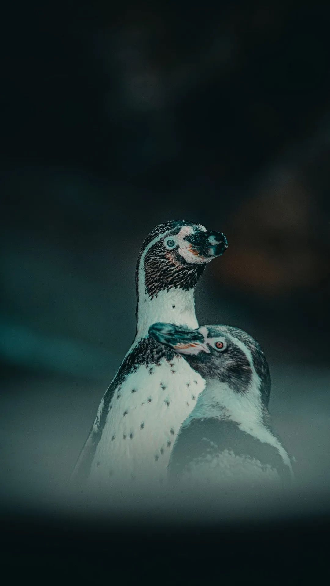 Penguin Pair Portrait - penguin wallpaper for OpersCraft