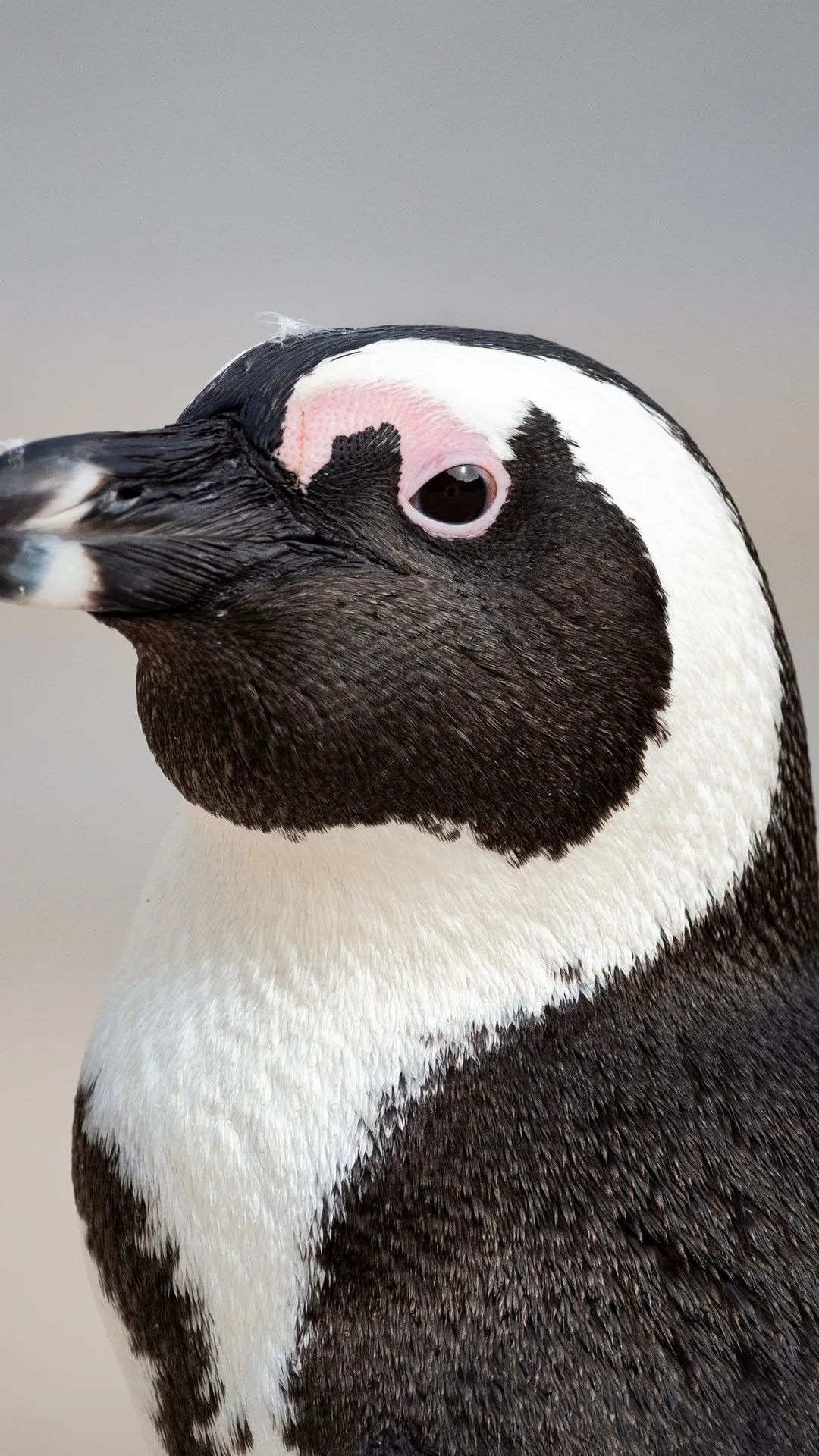 Penguin Portrait Close-Up - penguin wallpaper for OpersCraft