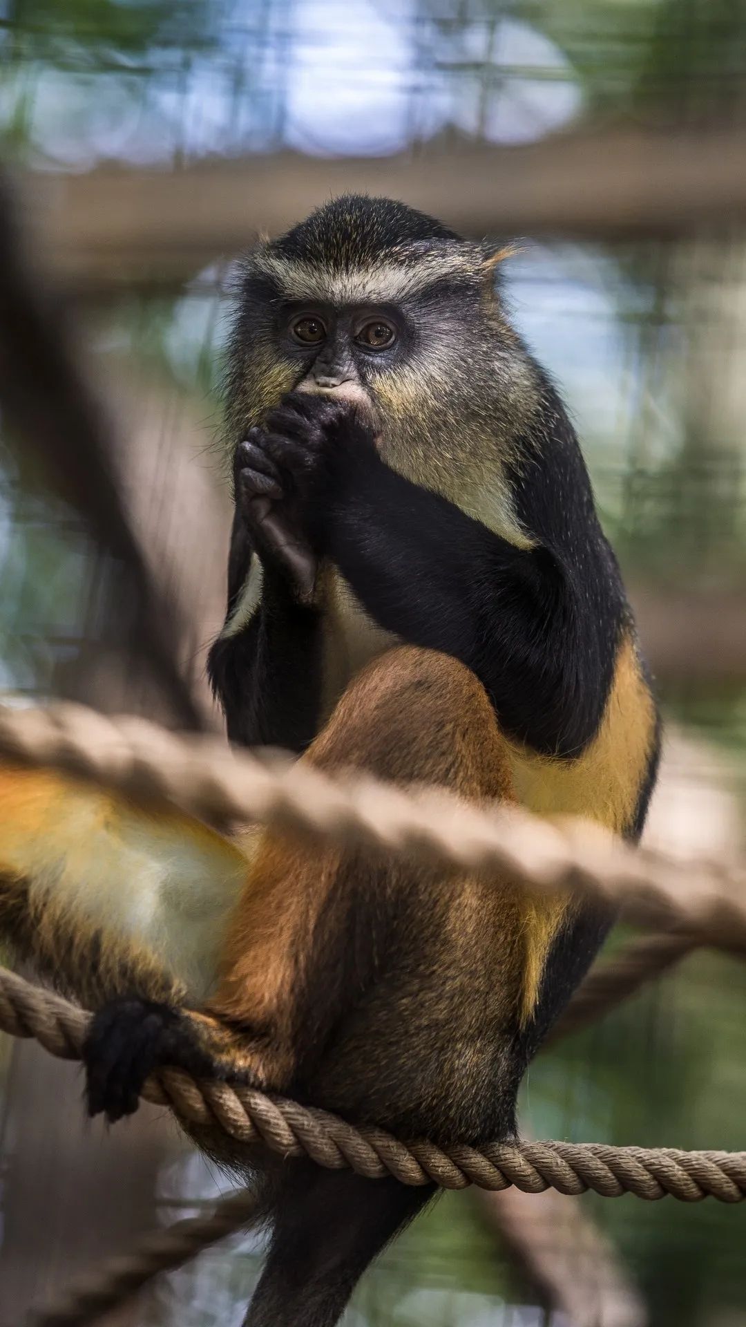 Pensive De Brazza's Monkey - monkey wallpaper for OpersCraft