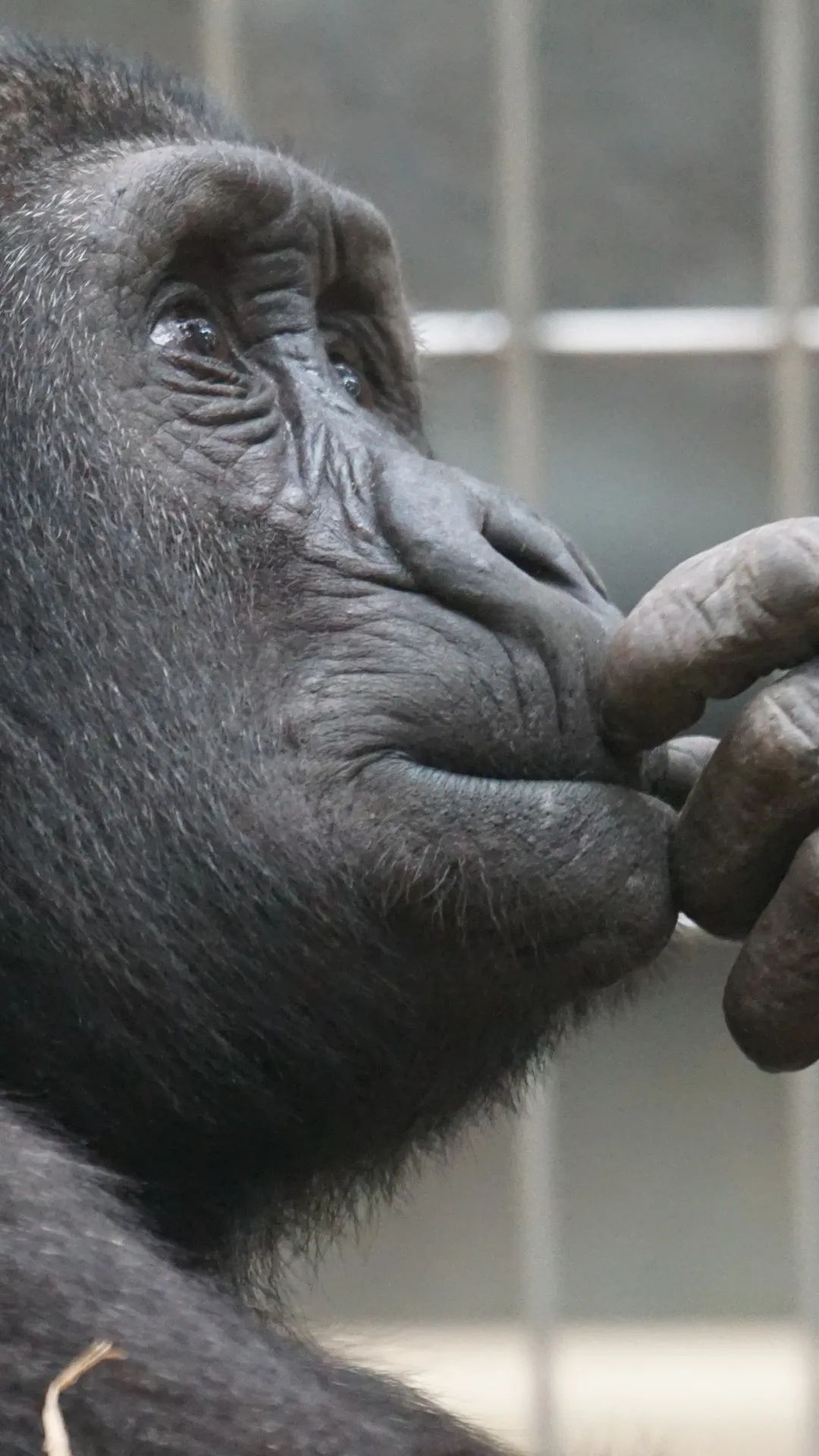 Pensive Gorilla Portrait - random wallpaper for OpersCraft