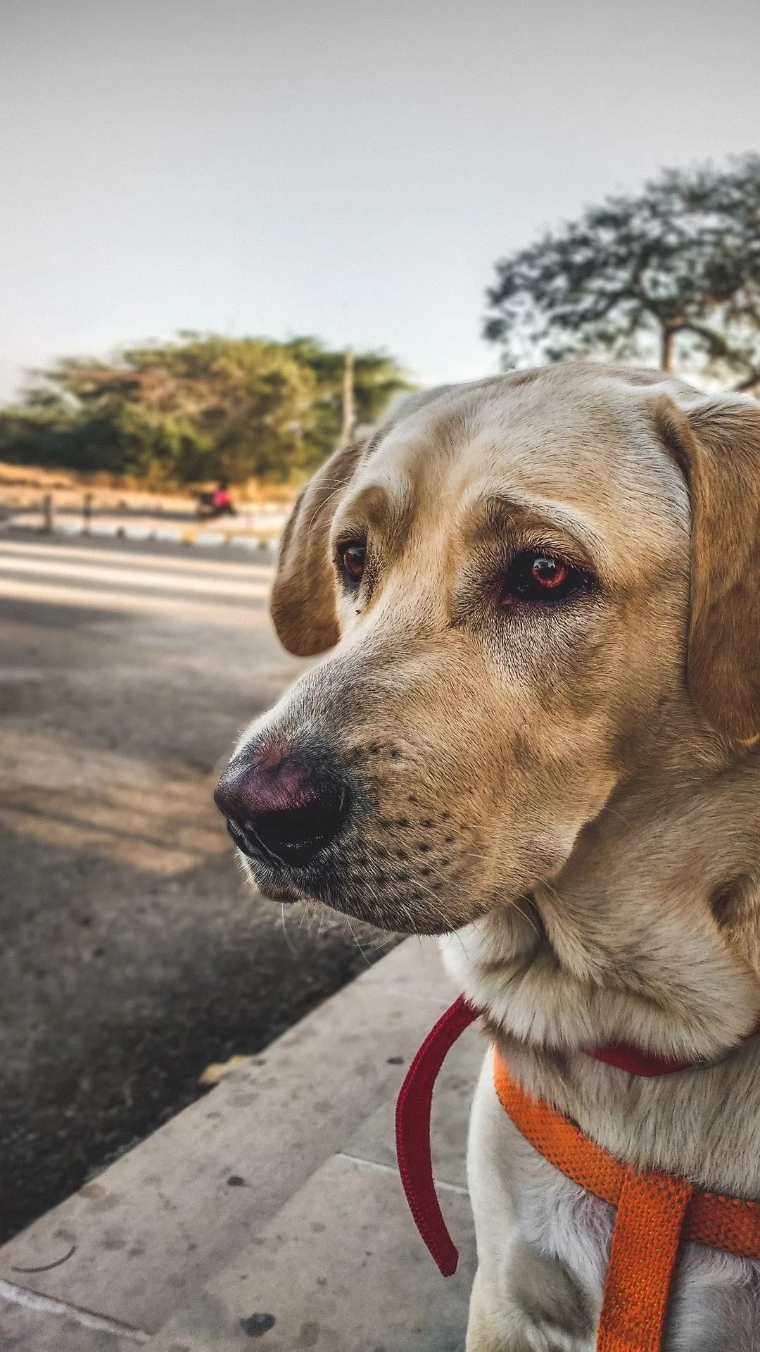 Pensive Labrador Portrait - dog wallpaper for OpersCraft