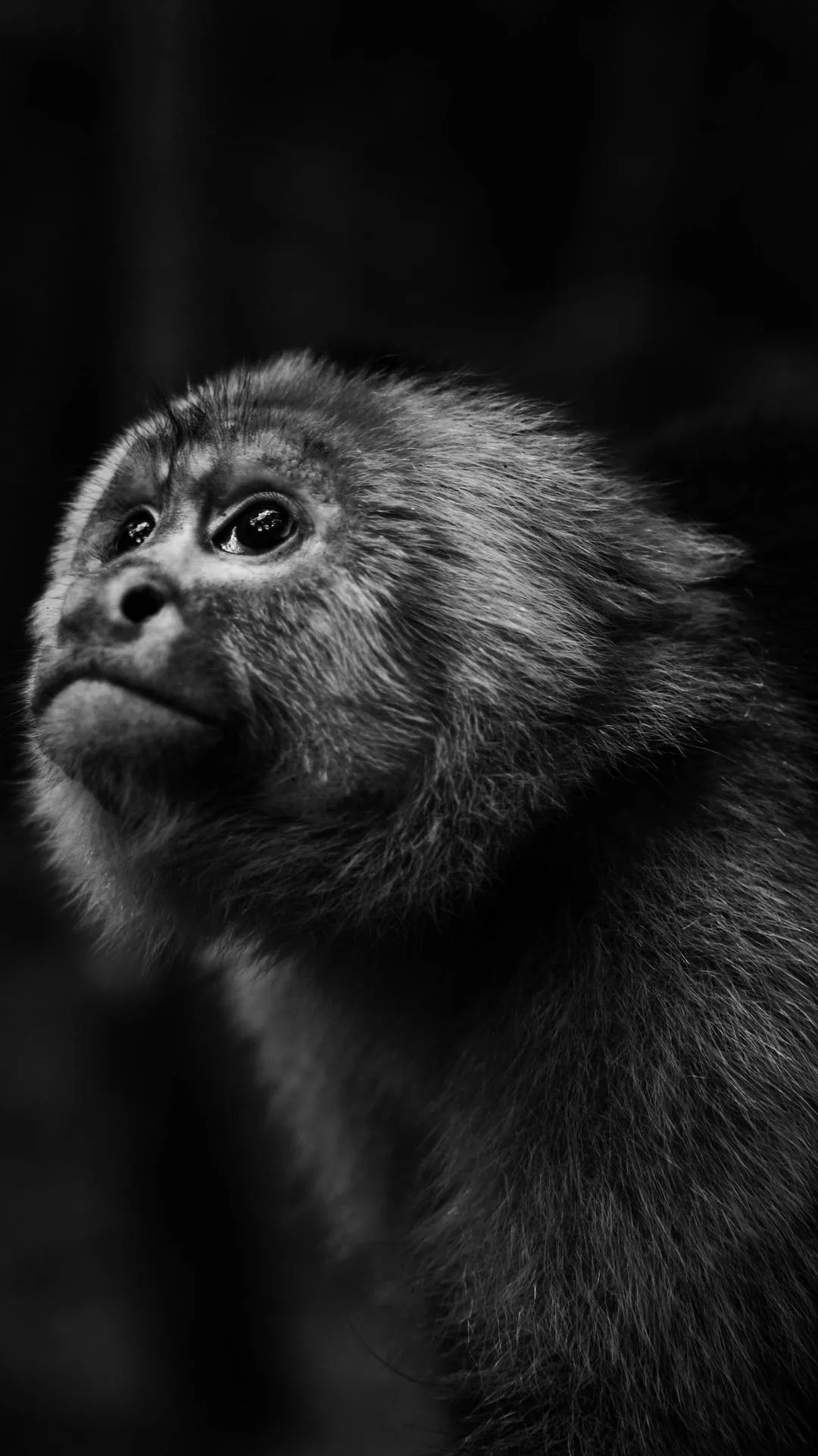 Pensive Monkey Portrait - monkey wallpaper for OpersCraft