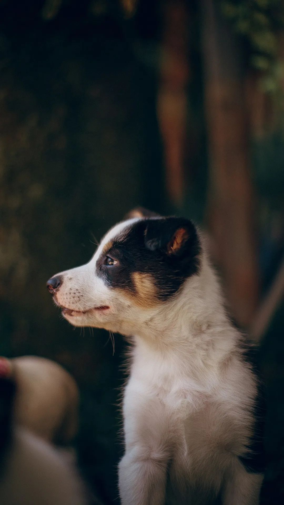 Pensive Puppy Portrait - puppy wallpaper for OpersCraft