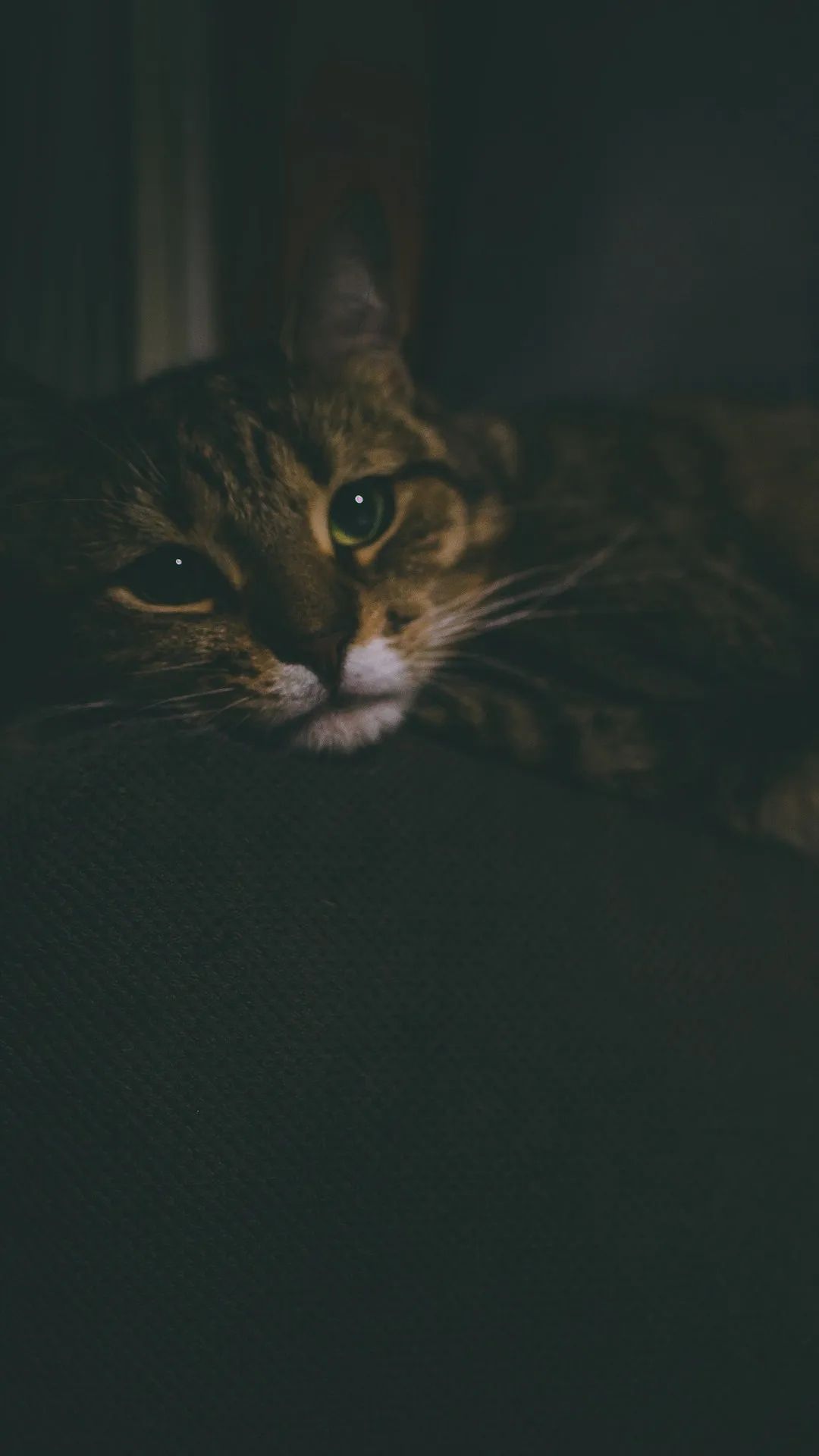 Pensive Tabby Cat Portrait - cat wallpaper for OpersCraft