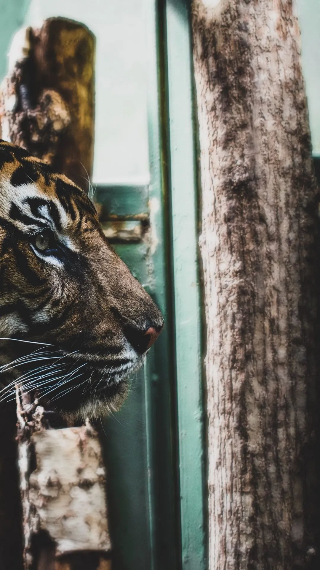 Pensive Tiger Portrait - tiger wallpaper for OpersCraft