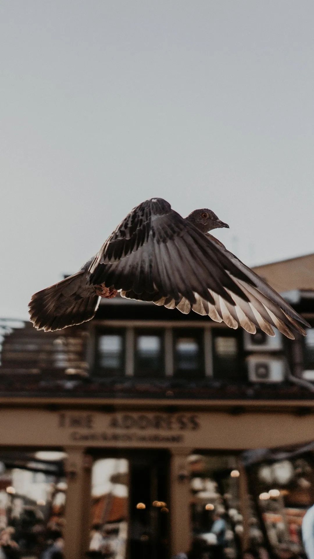 Pigeon in Flight - birds wallpaper for OpersCraft