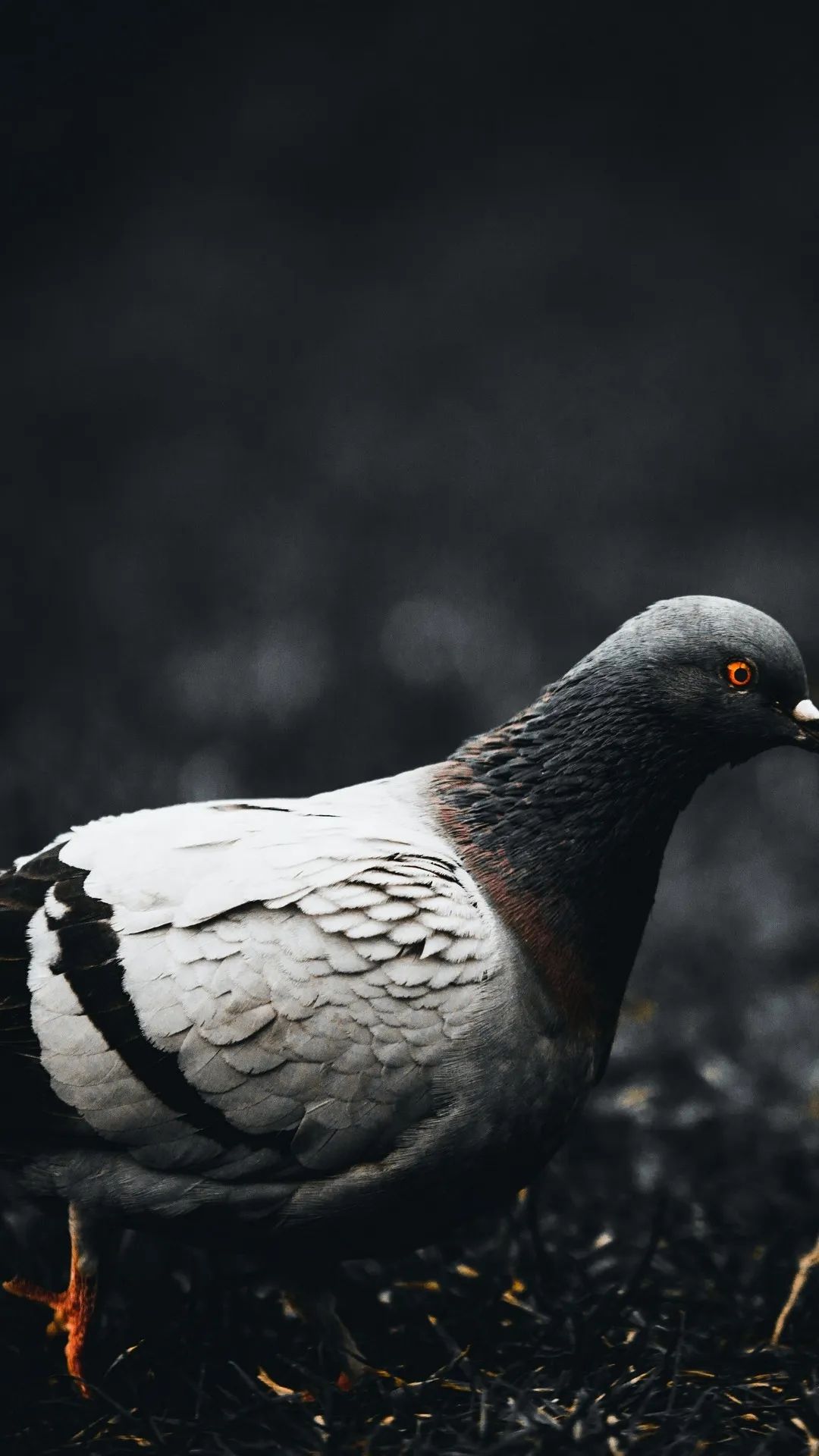 Pigeon with Fiery Eyes - birds wallpaper for OpersCraft