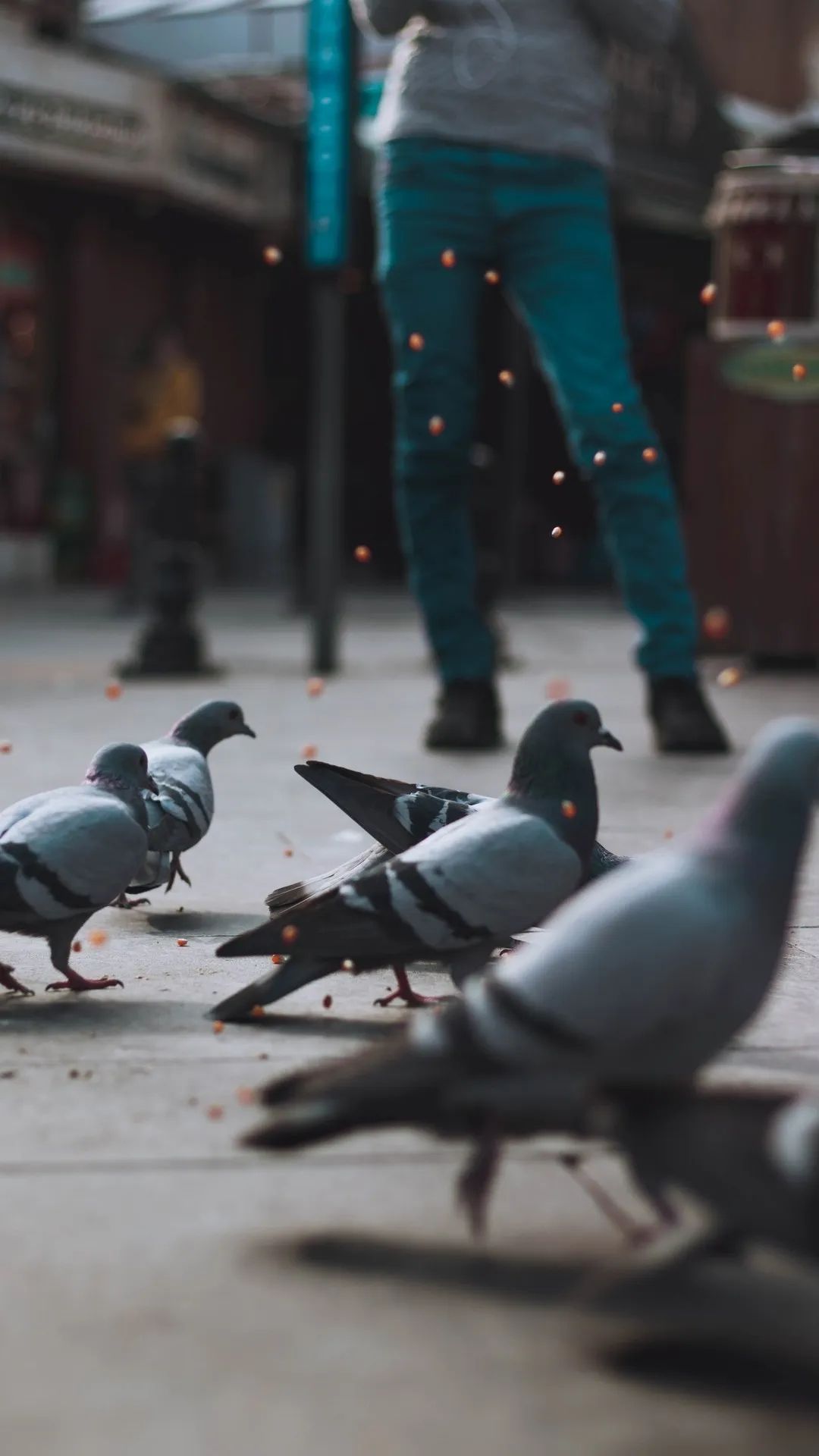 Pigeons Feeding Frenzy - birds wallpaper for OpersCraft