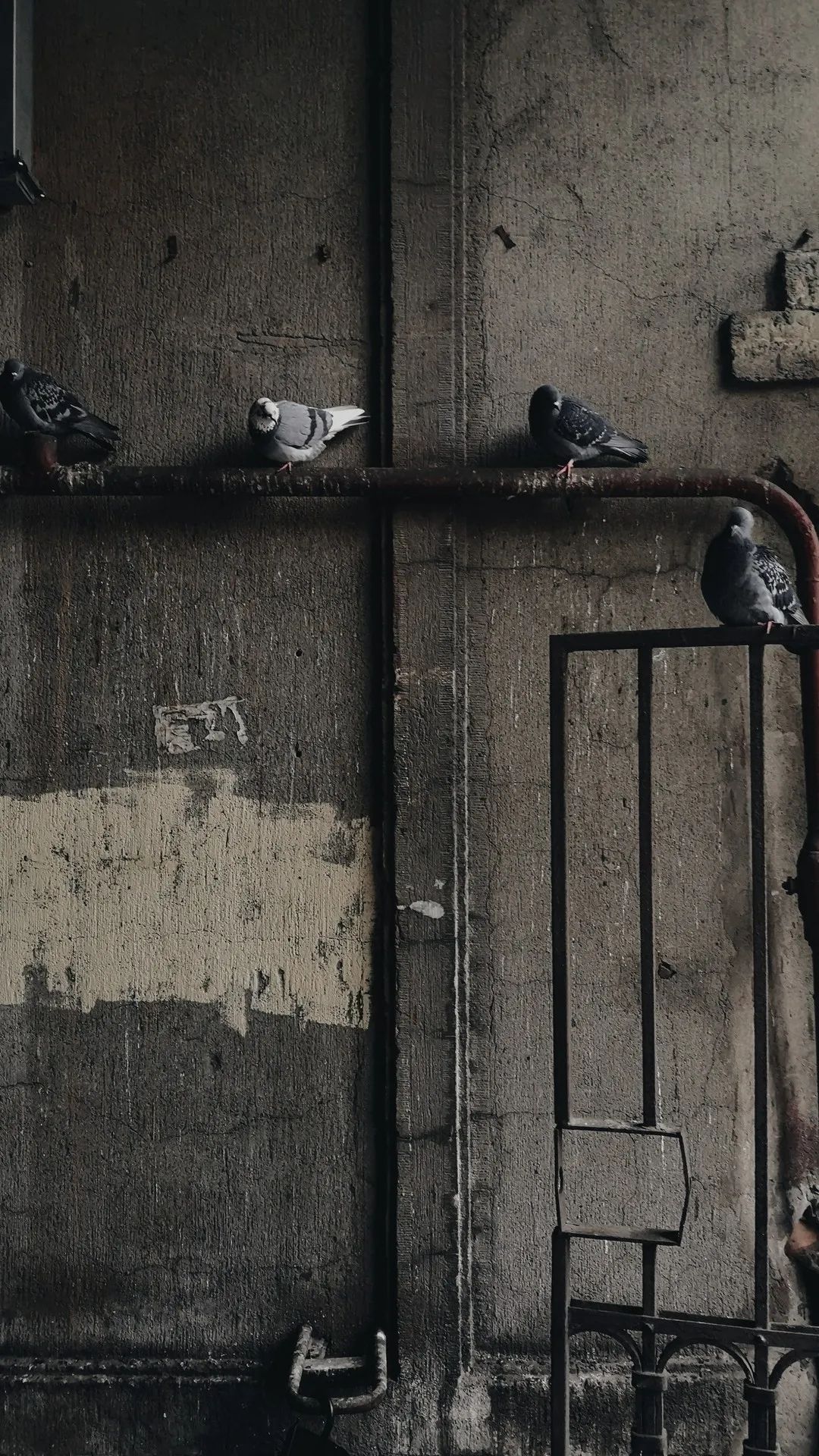 Pigeons on Urban Wall - urban wallpaper for OpersCraft