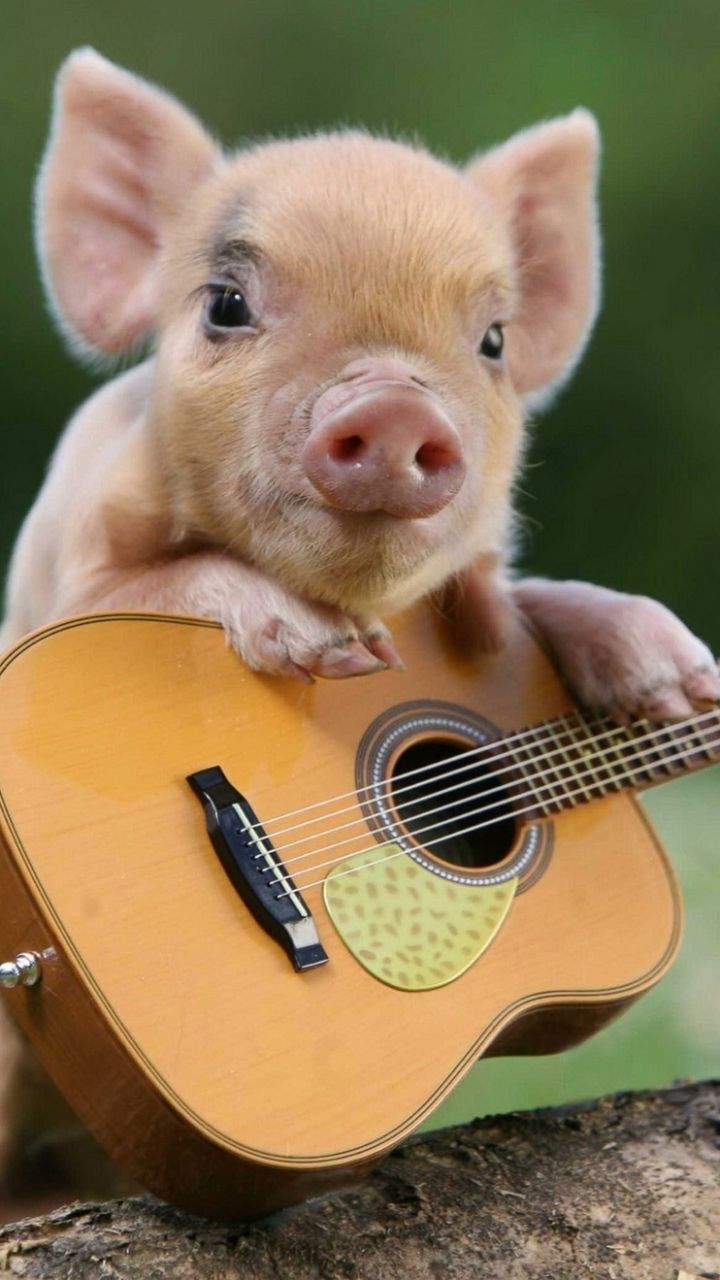 Piglet with a Guitar - animals wallpaper for OpersCraft