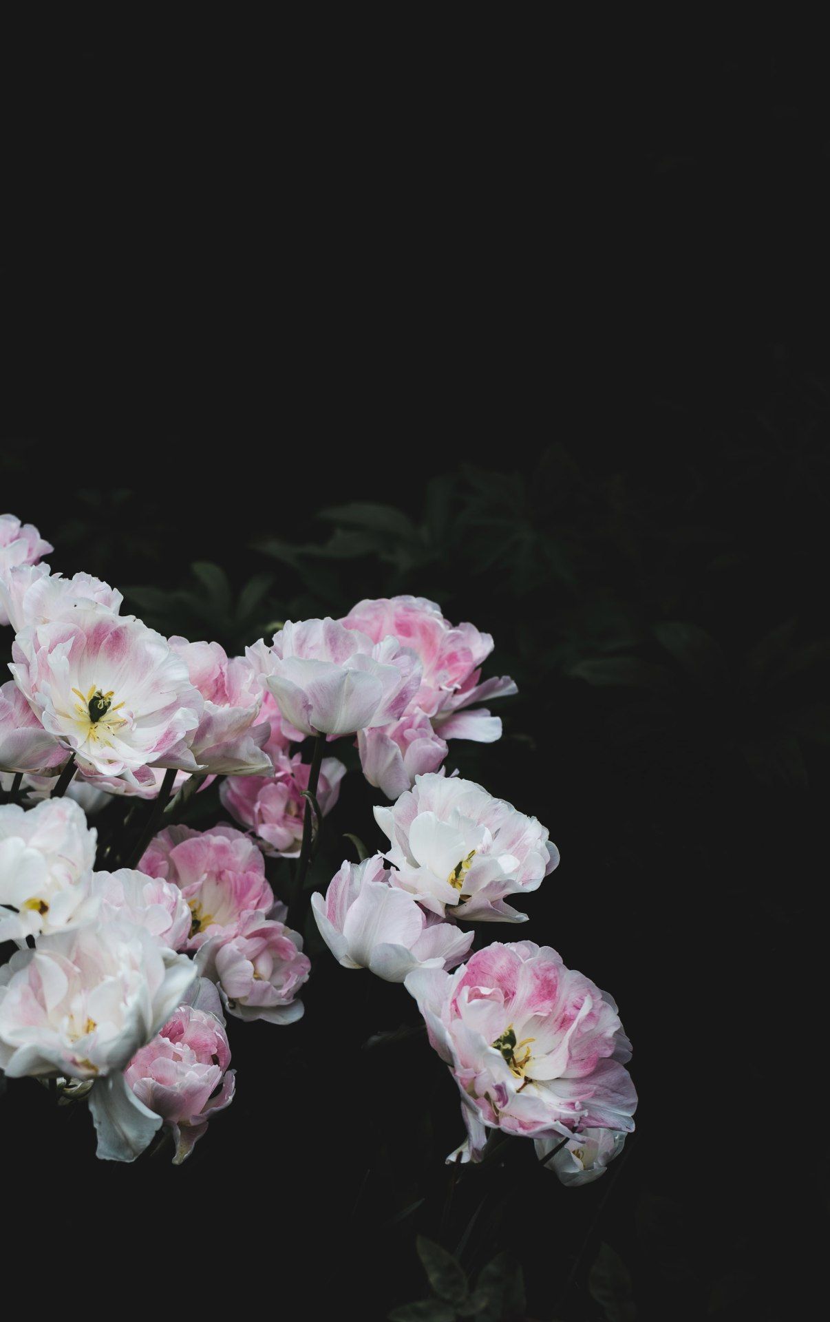 Pink and White Tulips - floral wallpaper for OpersCraft