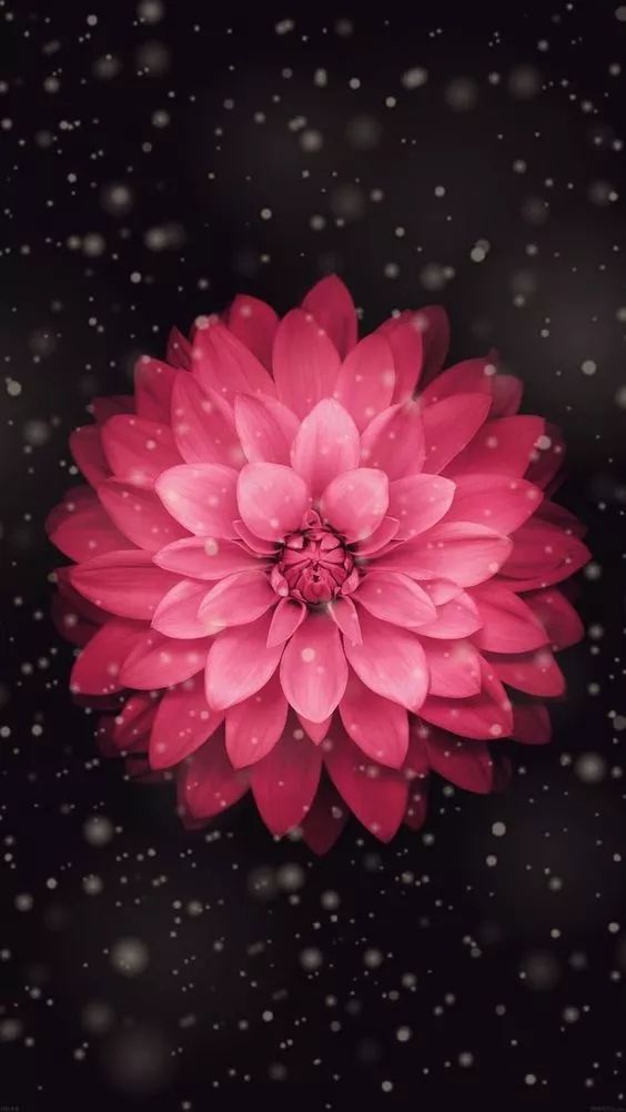 Pink Dahlia Snowfall - floral wallpaper for OpersCraft