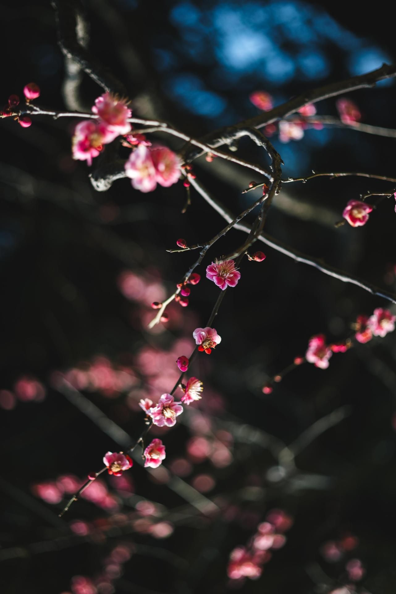 Pink Plum Blossom Branch - flowers wallpaper for OpersCraft
