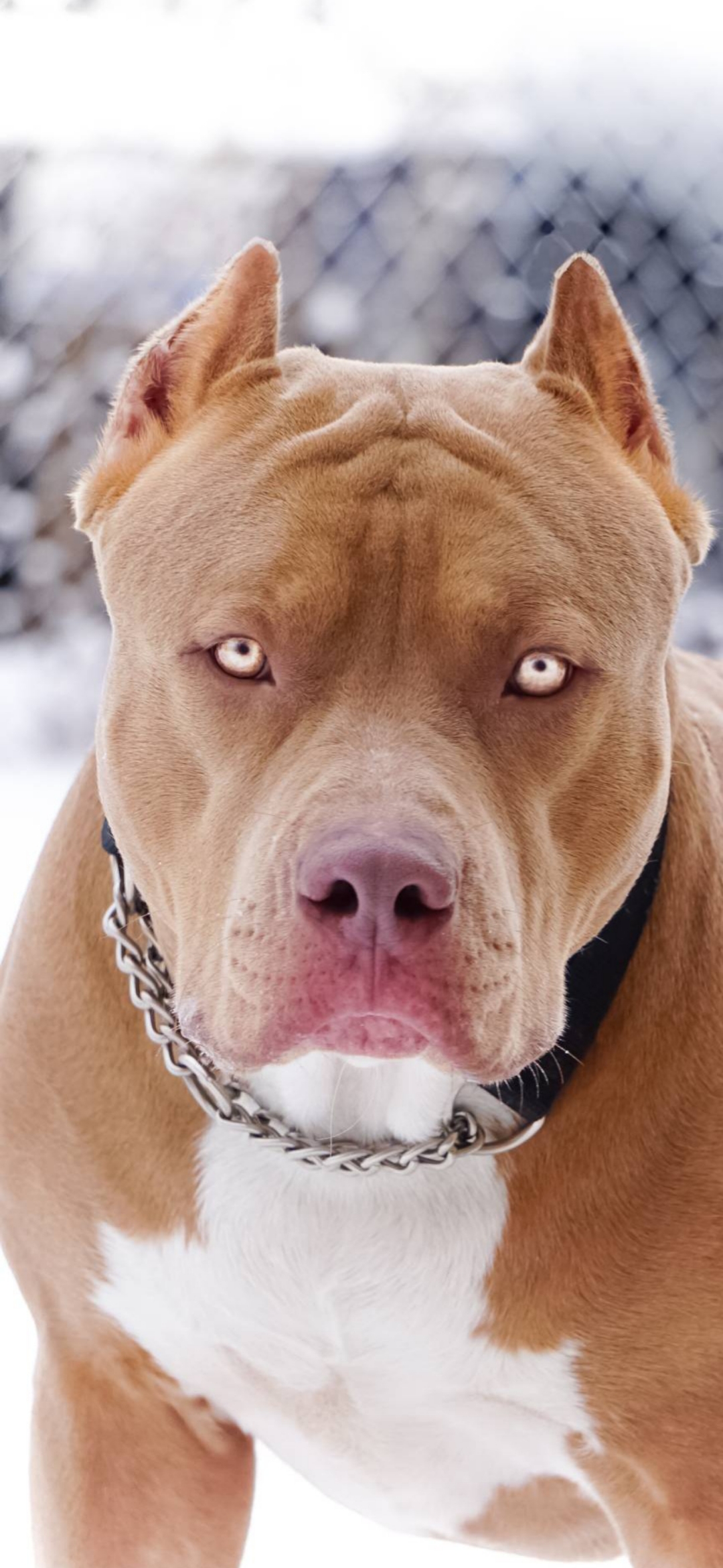 Pitbull Stare Portrait - animals wallpaper for OpersCraft