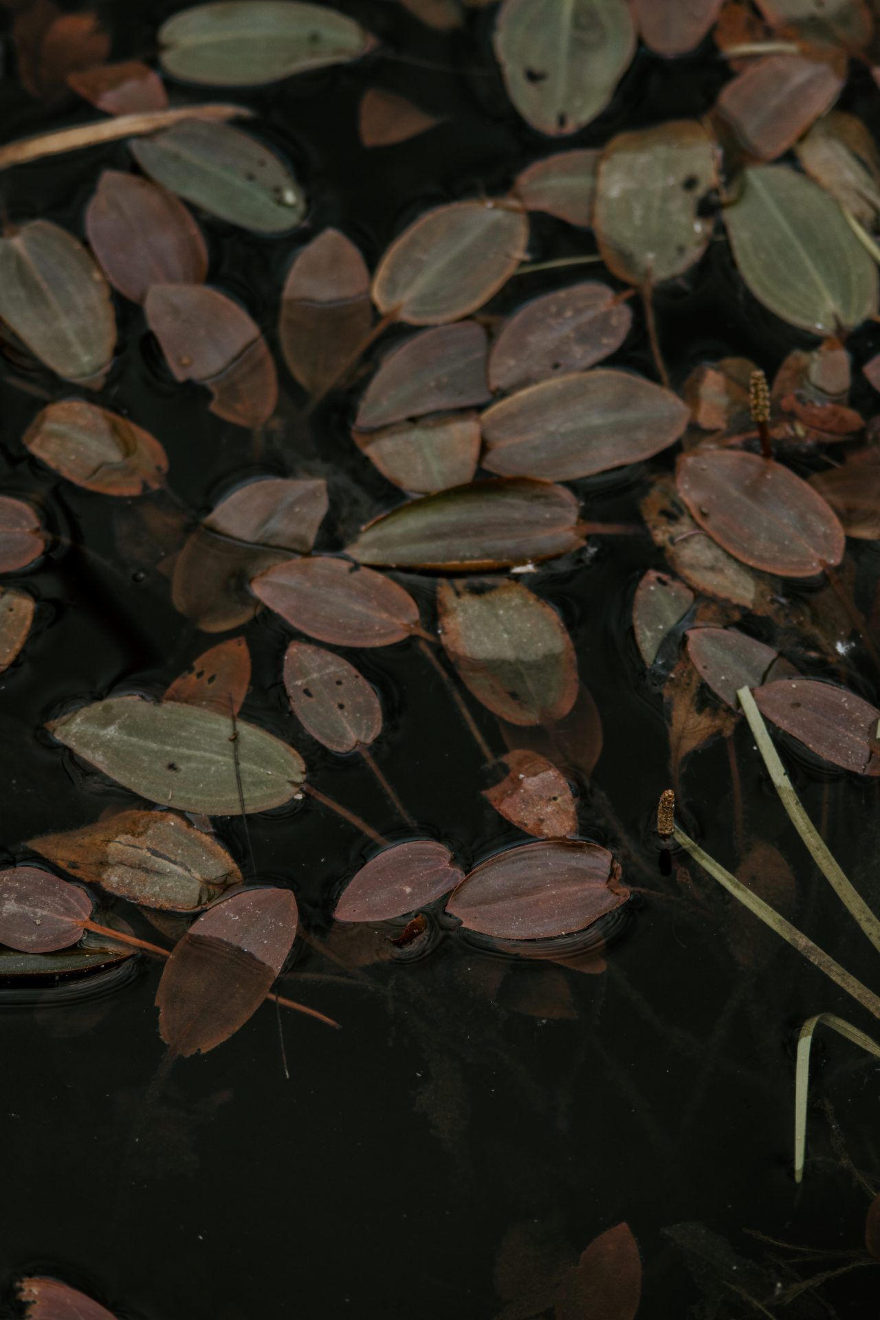 Pond Leaves Reflection - random wallpaper for OpersCraft