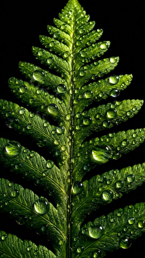 Dewy Green Fern Leaf - botanical Wallpaper