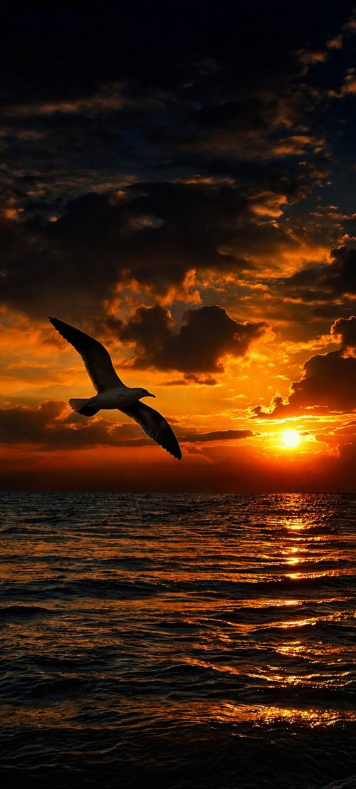 Seagull Flying at Sunset - birds Wallpaper