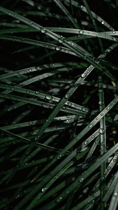 Dewy Green Grass Blades - Related StockWalls wallpaper