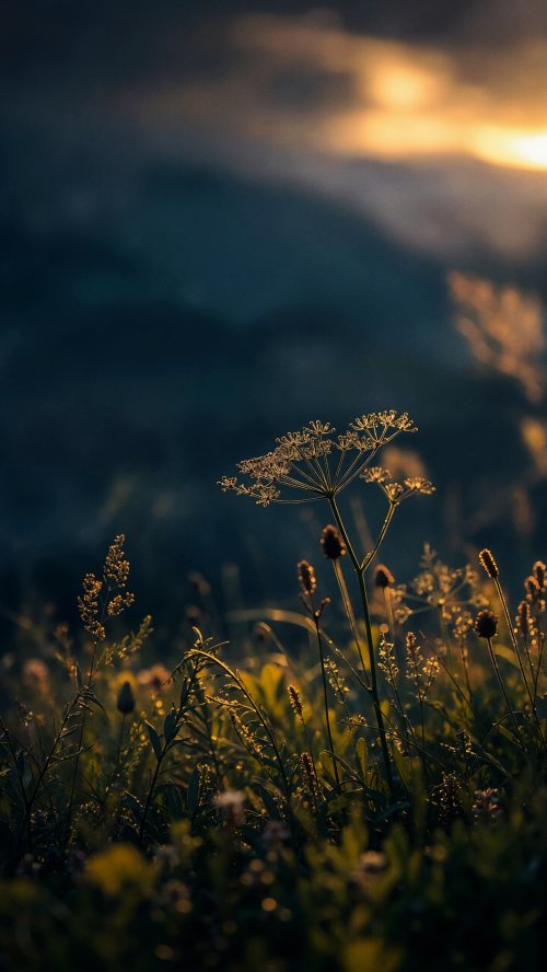 Golden Hour Wildflower Meadow - botanical Wallpaper