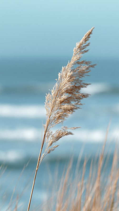Coastal Beach Grass Plume - Related OpersCraft wallpaper