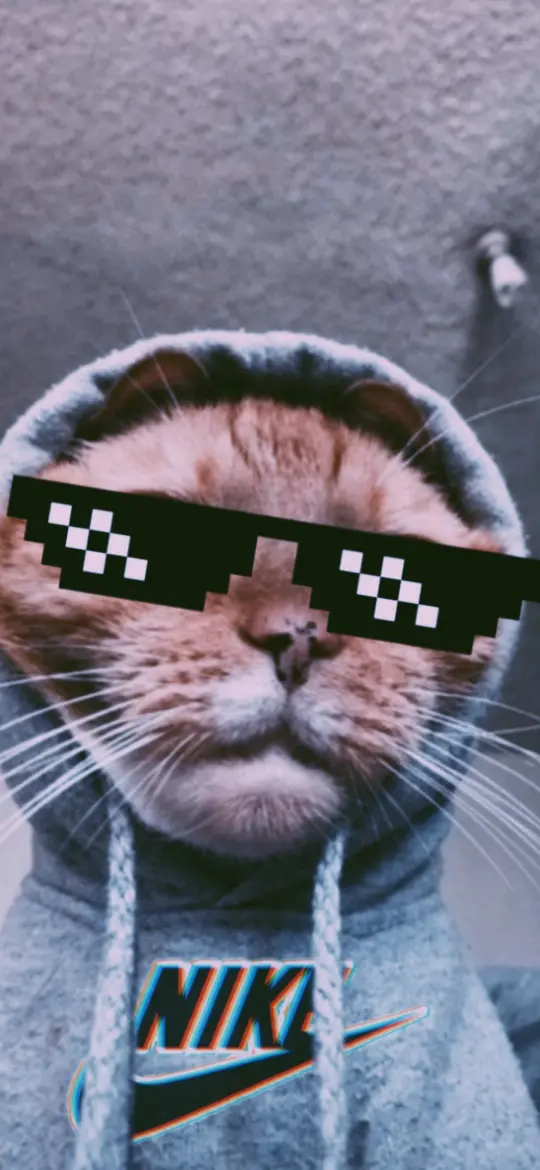 Swag Cat Wallpaper - Related OpersCraft wallpaper
