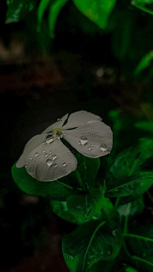 Dewy White Flower - Related OpersCraft wallpaper