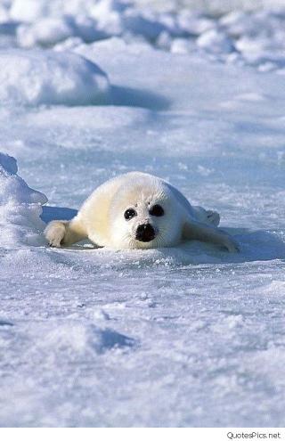 Adorable Baby Harp Seal - Related OpersCraft wallpaper