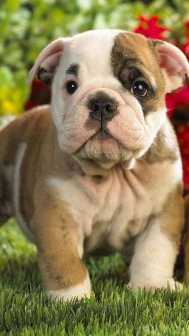 Adorable Bulldog Puppy Portrait - Related OpersCraft wallpaper