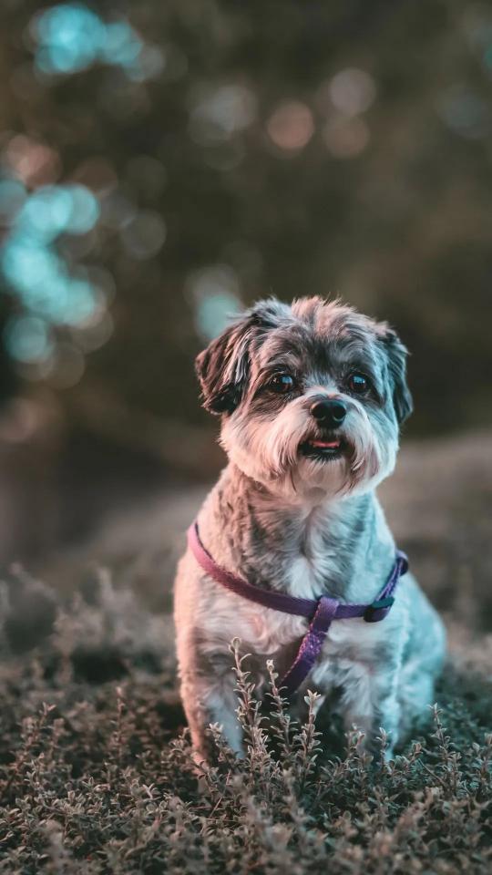 Adorable Dog Portrait - Related OpersCraft wallpaper