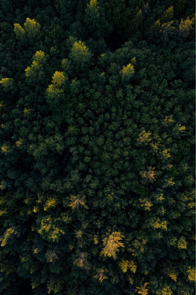 Aerial Forest Canopy - Related OpersCraft wallpaper
